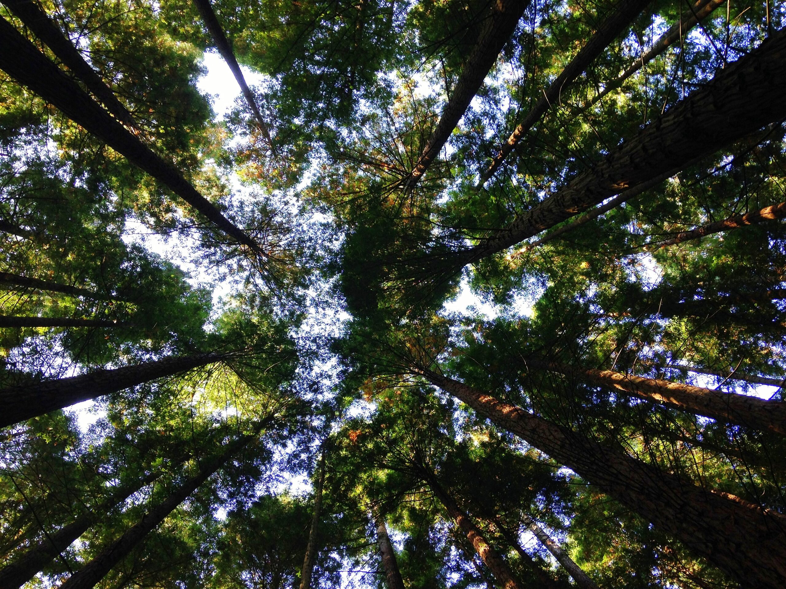 trees and sky