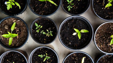 plant babies in pots