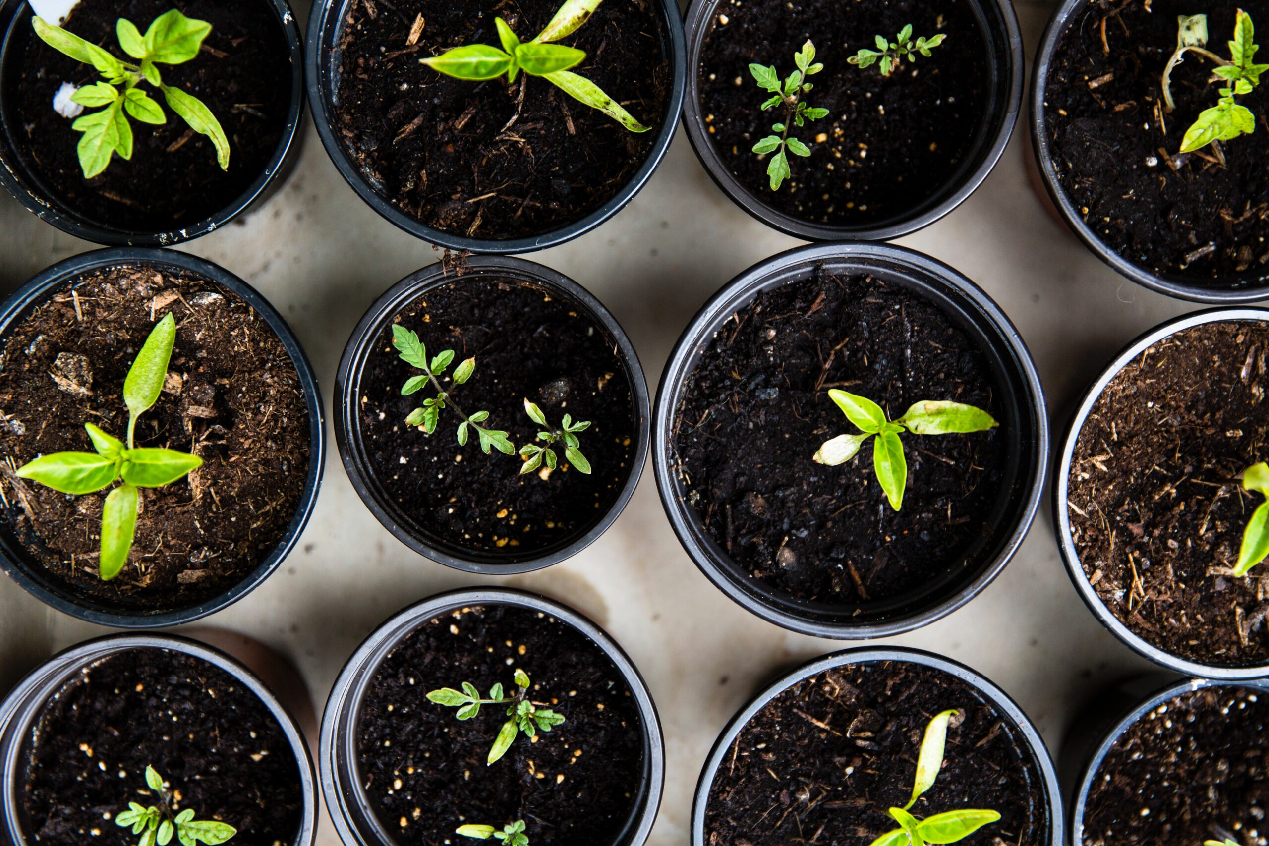 plant babies in pots